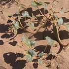 Devil's claw plant
